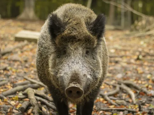 Un sanglier s’introduit dans un supermarché (Vidéo)